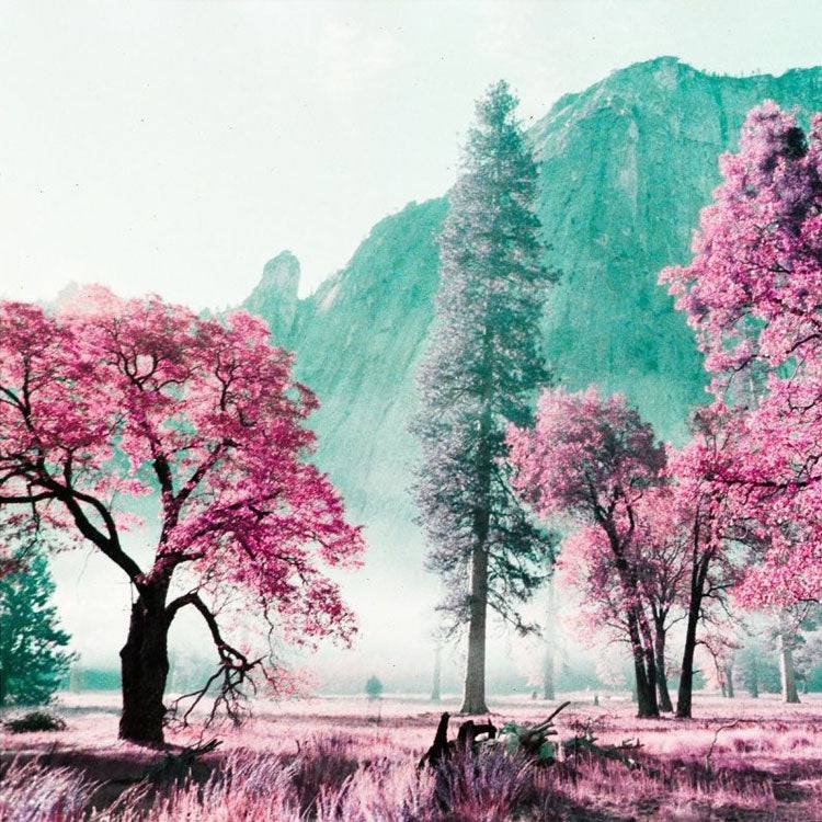 Lomography-LomoChrome-Purple-Petillant-35mm-03.jpg